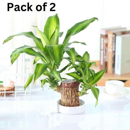 Brazilian Lucky Wood, Mini Home Plant Decorations (Pack of 2)